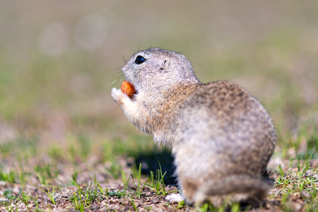 A wild european ground squirrel (Spermophilus citellus), also known as the European souslik in their habitat. Early spring.の写真素材