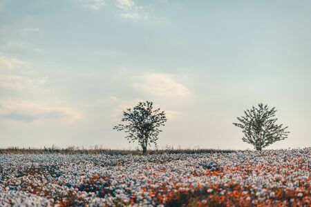 Beautiful poppy field on a sunny summer day. Colorful sky full of clouds.の写真素材
