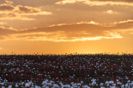 Beautiful poppy field at sunset. Colorful sky full of clouds. Wide shot.の写真素材
