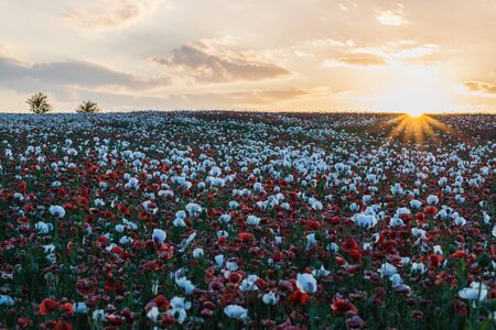 Beautiful poppy field at sunset. Colorful sky full of clouds. Wide shot.の写真素材