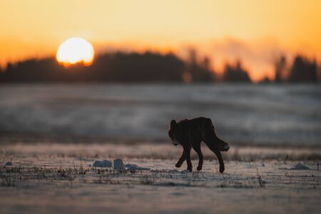 Silhouette  of the Red Fox (Vulpes vulpes) on meadow covered with snow. In the background is a sunrise over the forest. Soft golden light.の写真素材