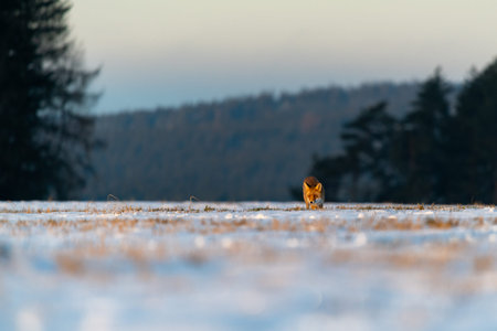 Red Fox (Vulpes Vulpes) running on a meadow covered with snow. In the background is a forest. Winter...