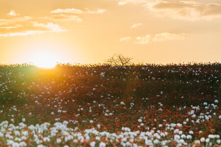 Beautiful poppy field at sunset. Colorful sky full of clouds. Wide shot.の写真素材