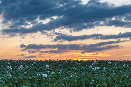 Beautiful poppy field at sunset. Colorful sky full of clouds. Wide shot.の写真素材
