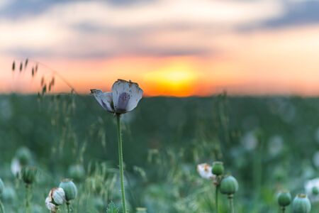Beautiful poppy field at sunset. Colorful sky full of clouds. Wide shot. Detail of flower.の写真素材