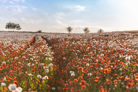 Beautiful poppy field on a sunny summer day. Colorful sky full of clouds. Selective focus, focused...