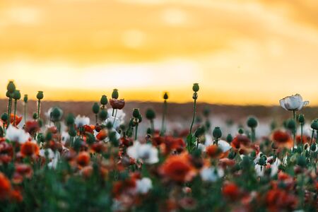 Beautiful poppy field at sunset. Colorful sky full of clouds. Wide shot.の写真素材