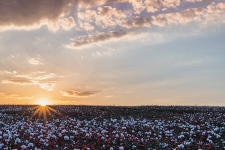 Beautiful poppy field at sunset. Colorful sky full of clouds. Wide shot.の写真素材