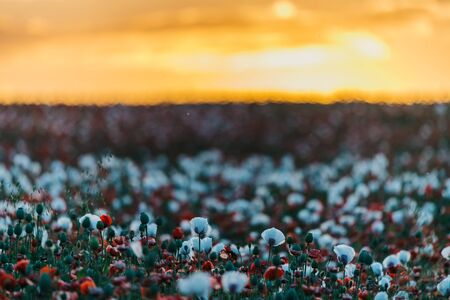 Beautiful poppy field at sunset. Colorful sky full of clouds. Wide shot.の写真素材