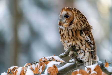 Little Owl (Strix aluco) sitting on a tree branch in a forest and looking around. Portrait, eye contact. There is snow on the branch.の写真素材