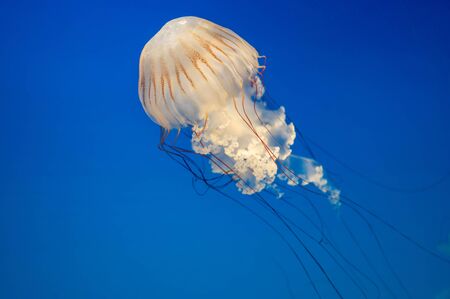 Small jellyfish floating in the water. Dark blue light is on background.の写真素材