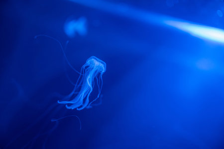 Small jellyfish floating in the water. Dark blue light is on background.