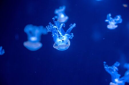 Small jellyfish floating in the water. Dark blue light is on background.の写真素材