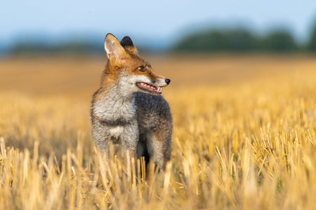 Fox on the field and looking around. Sunny autumn day.