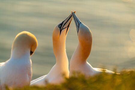 Northern Gannet (Morus bassanus) sitting in nest at sunset. Courtship white gannet.の写真素材