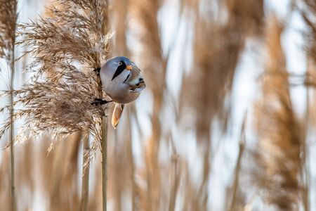 Little rare bird named bearded reedling (Panurus biarmicus) sitting on a reed by the pond. Close-up view of bird in natural habitat.の写真素材