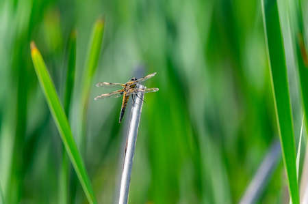 Four-spotted chaser (Libellula quadrimaculata) dragonfly on blades of grass, nice close-up with details.の写真素材