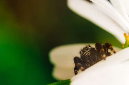 Black spider (Evarcha arcuata, jumping spider). Water droplets on body and head, after the rain. High magnification, macro, many details.の写真素材