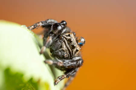 Black spider (Evarcha arcuata, jumping spider). Water droplets on body and head, after the rain. High magnification, macro, many details.の写真素材