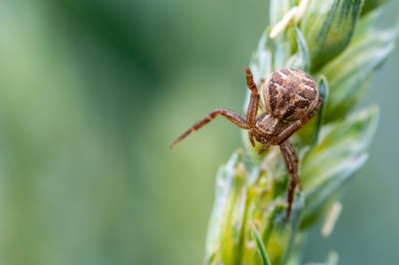 Female jumping spider (Phidippus regius) crawling on barley. Autumn warm colors, macro, sharp...