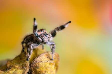A female jumping spider (Phidippus regius) crawling on a dry leaf. Autumn warm colors, macro, sharp...
