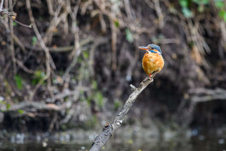 The female Kingfisher (Alcedo atthis) sits on a twig above a forest stream and searches for food.の写真素材