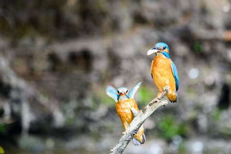 Courtship of the kingfisher (Alcedo atthis). Both males and females sit on a twig. The male has a fish for the female as a gift.の写真素材