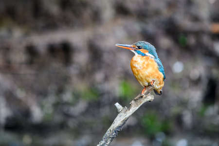 The female Kingfisher (Alcedo atthis) sits on a twig above a forest stream and searches for food.の写真素材