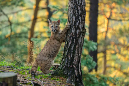 The cougar (Puma concolor) in the forest at sunrise. Young dangerous carnivorous beast.の写真素材