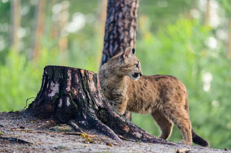 The cougar (Puma concolor) in the forest at sunrise. Young dangerous carnivorous beast.の写真素材
