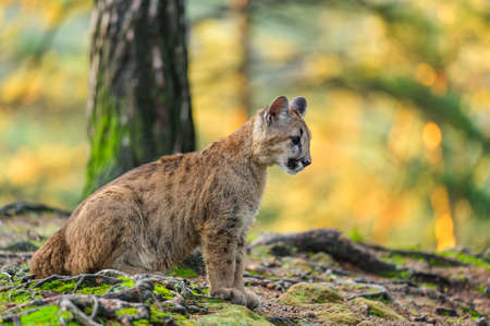 The cougar (Puma concolor) in the forest at sunrise. Young dangerous carnivorous beast.の写真素材