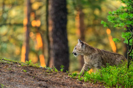 The cougar (Puma concolor) in the forest at sunrise. Young dangerous carnivorous beast.の写真素材