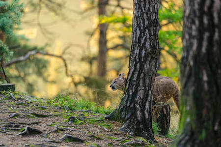 The cougar (Puma concolor) in the forest at sunrise. Young dangerous carnivorous beast.の写真素材