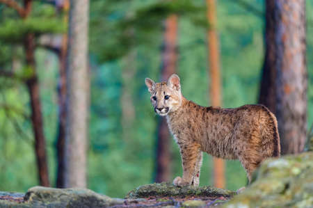 The cougar (Puma concolor) in the forest at sunrise. Young dangerous carnivorous beast.の写真素材