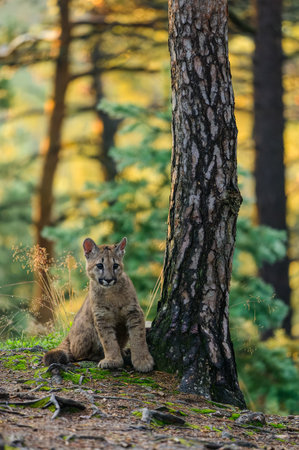 The cougar (Puma concolor) in the forest at sunrise. Young dangerous carnivorous beast.の写真素材