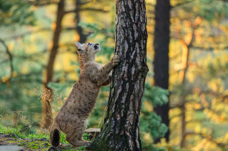 The cougar (Puma concolor) in the forest at sunrise. Young dangerous carnivorous beast.の写真素材