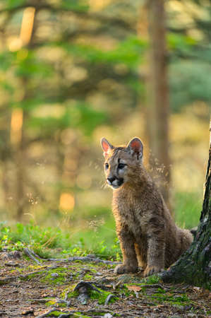 The cougar (Puma concolor) in the forest at sunrise. Young dangerous carnivorous beast.の写真素材