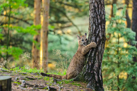 The cougar (Puma concolor) in the forest at sunrise. Young dangerous carnivorous beast.の写真素材