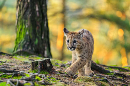 The cougar (Puma concolor) in the forest at sunrise. Young dangerous carnivorous beast.の写真素材
