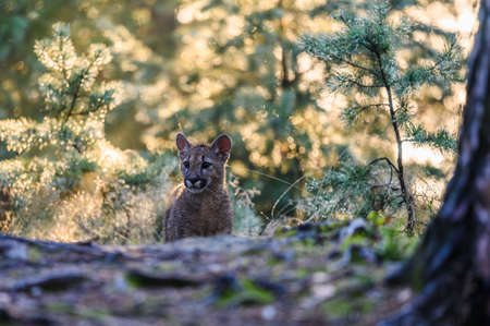 The cougar (Puma concolor) in the forest at sunrise. Young dangerous carnivorous beast.の写真素材