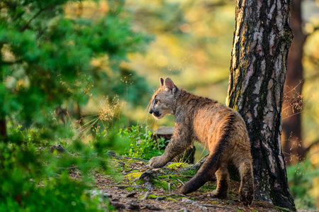 The cougar (Puma concolor) in the forest at sunrise. Young dangerous carnivorous beast.の写真素材