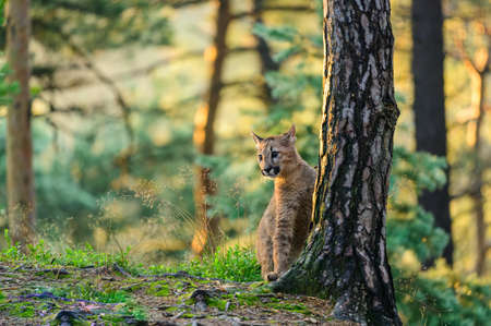 The cougar (Puma concolor) in the forest at sunrise. Young dangerous carnivorous beast.の写真素材