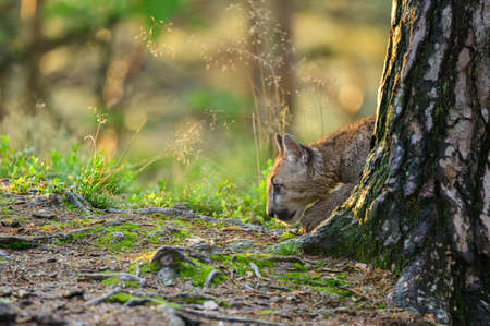 The cougar (Puma concolor) in the forest at sunrise. Young dangerous carnivorous beast.の写真素材