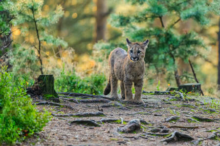 The cougar (Puma concolor) in the forest at sunrise. Young dangerous carnivorous beast.の写真素材