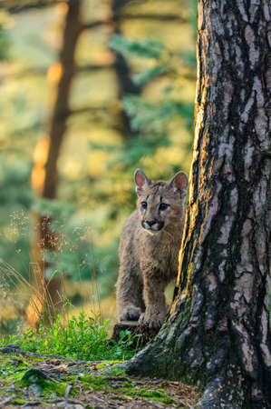 The cougar (Puma concolor) in the forest at sunrise. Young dangerous carnivorous beast.の写真素材