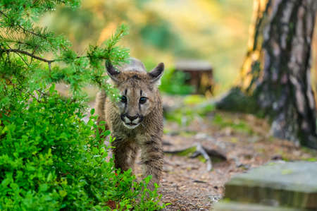 The cougar (Puma concolor) in the forest at sunrise. Young dangerous carnivorous beast.の写真素材