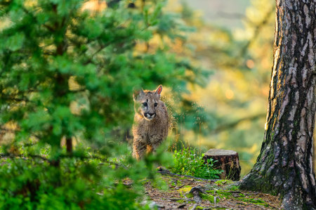 The cougar (Puma concolor) in the forest at sunrise. Young dangerous carnivorous beast.の写真素材
