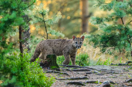 The cougar (Puma concolor) in the forest at sunrise. Young dangerous carnivorous beast.の写真素材