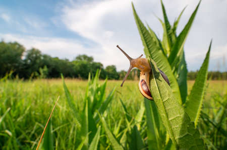 Snail crawling on the green grass. Wide angle shot, meadow and blue sky can be seen in the background.の写真素材