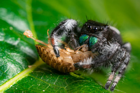 A jumping spider (Phidippus regius) eating its prey cockroach on a green leaf. Macro, big eyes,...